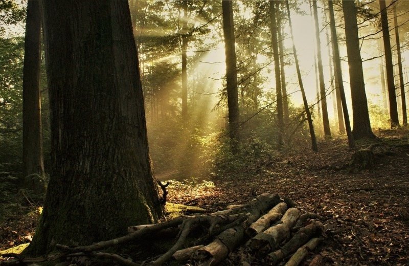 Ontdek de Utrechtse Heuvelrug