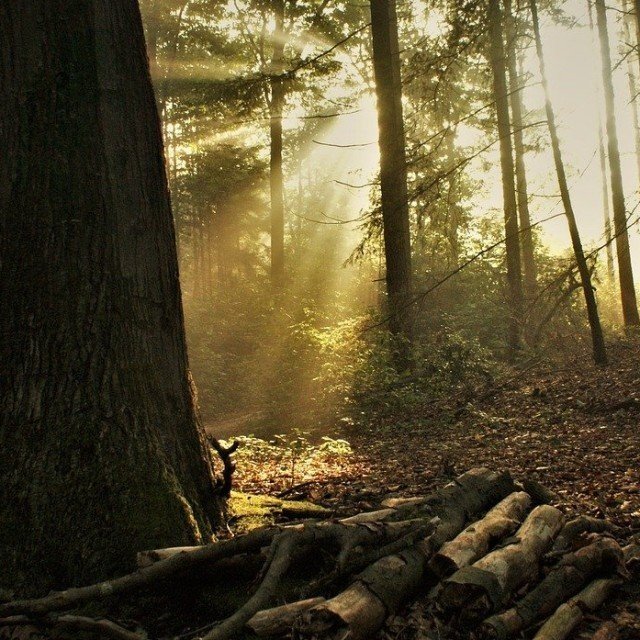 Ontdek de Utrechtse Heuvelrug